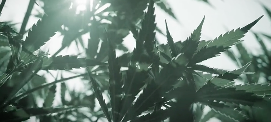 Hemp Care