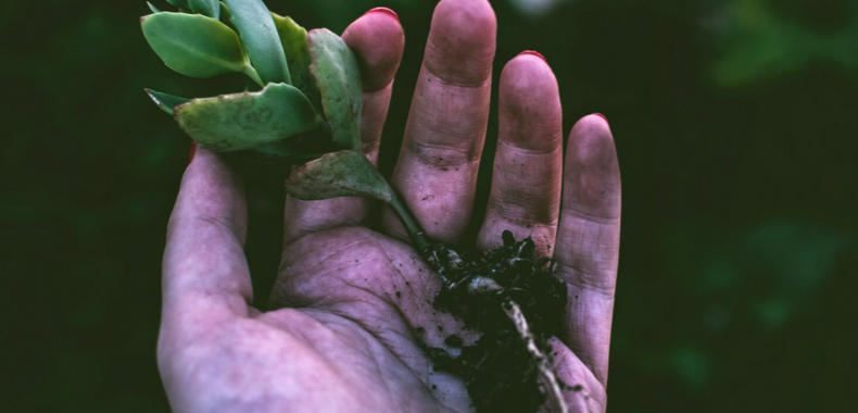 Cosmetica green piante