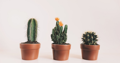 Olio di cactus: un elisir di bellezza che non conoscevi