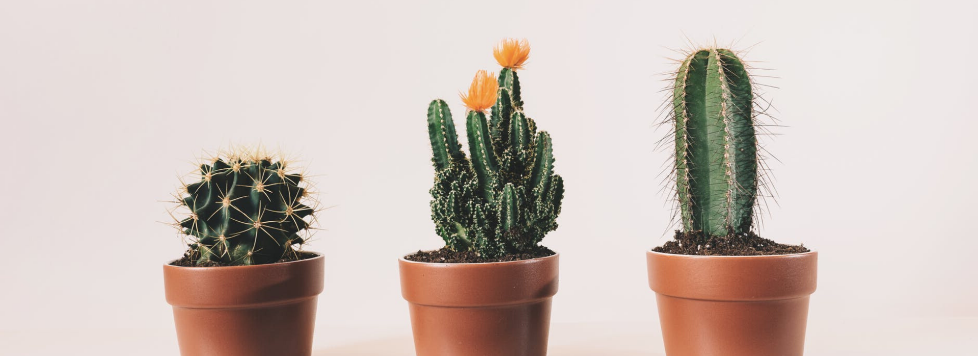 Olio di cactus: un elisir di bellezza che non conoscevi