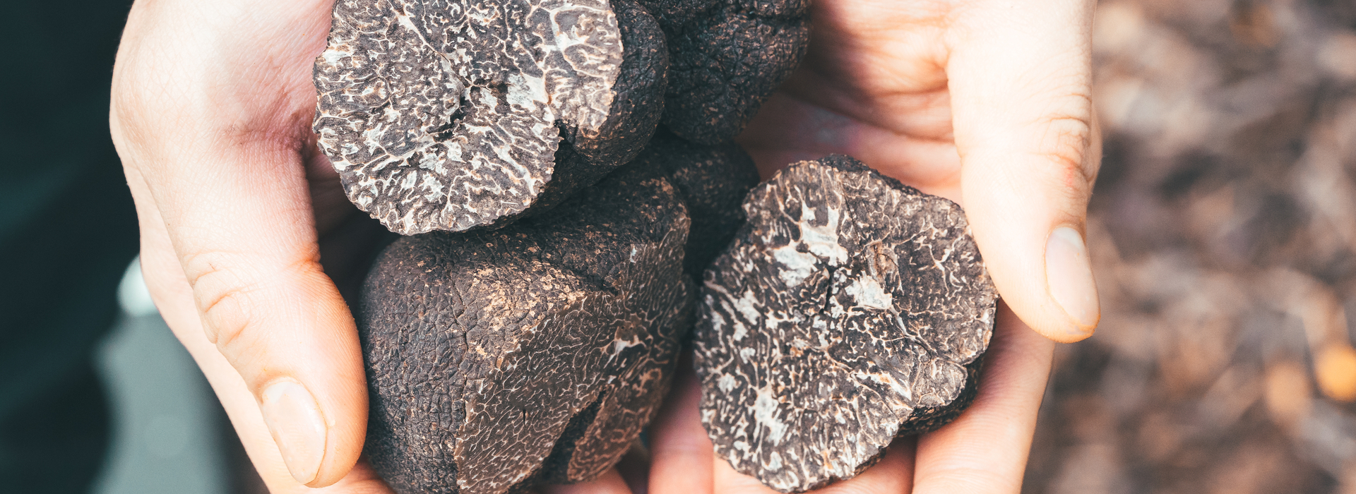 Tartufo nero nella skincare proprietà e benefici per la pelle