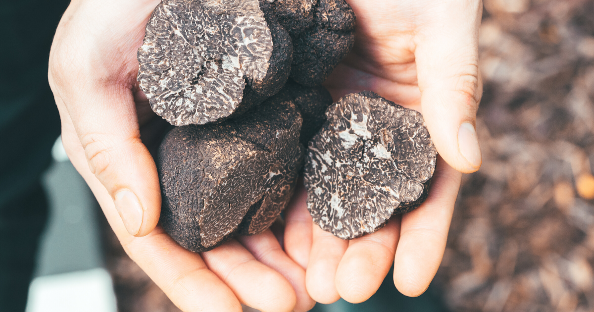 tartufo-nero-evidenza