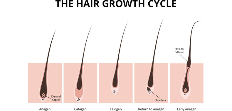 crescita-capelli-grafico