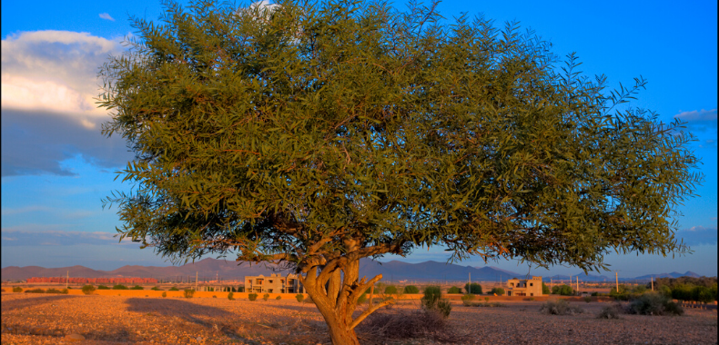 argan-albero