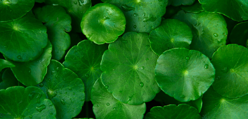 centella-asiatica-foglie