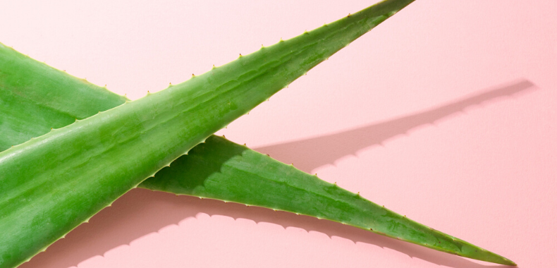 foglie aloe vera