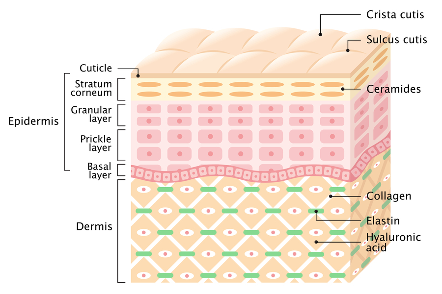 Strati della pelle epidermide