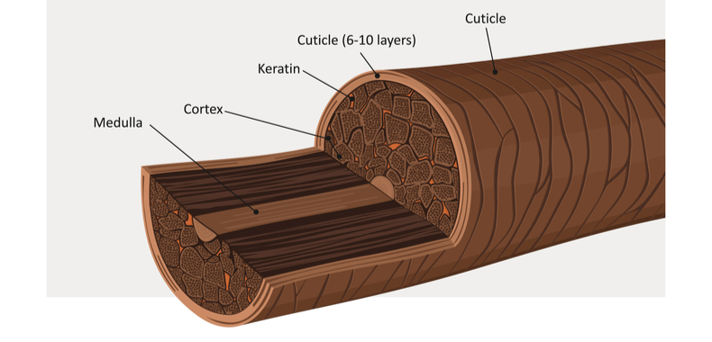 struttura strati capello