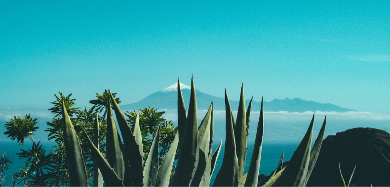 aloe vera in natura