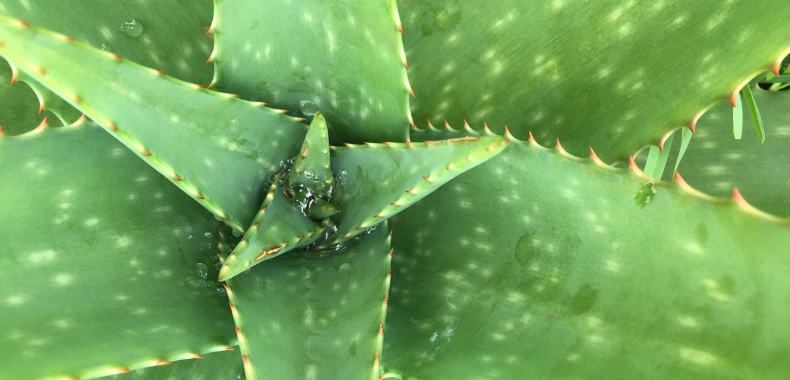 Pianta Di Aloe Che Puzza