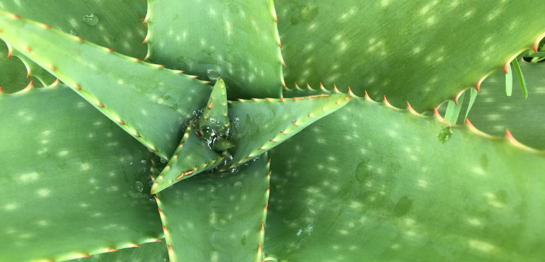 aloe vera pianta