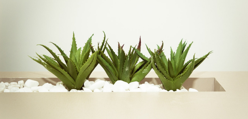 piante aloe vera