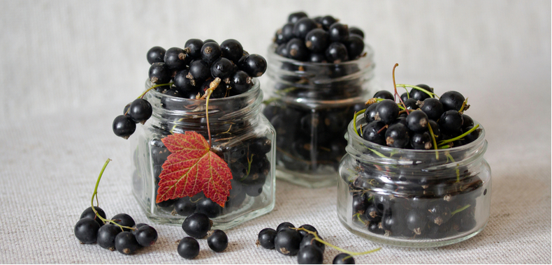 ribes nero