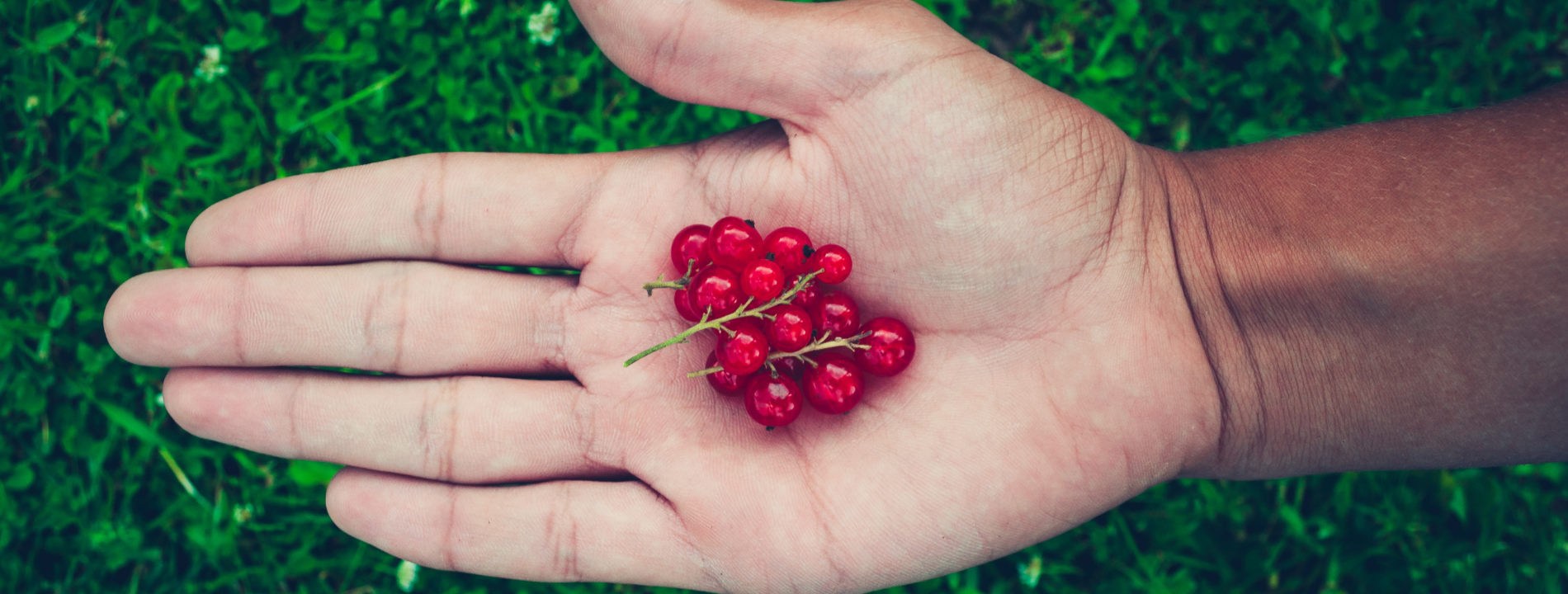 Le proprietà benefiche del ribes: dalla vitamina C al potere antiossidante