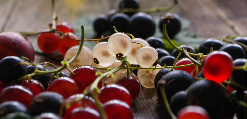 ribes