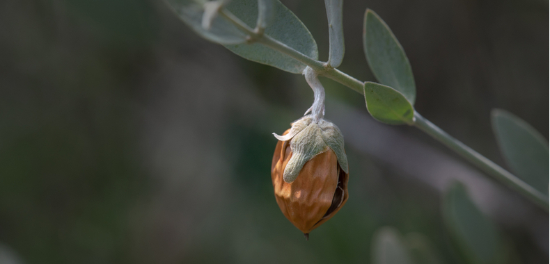 pianta Jojoba