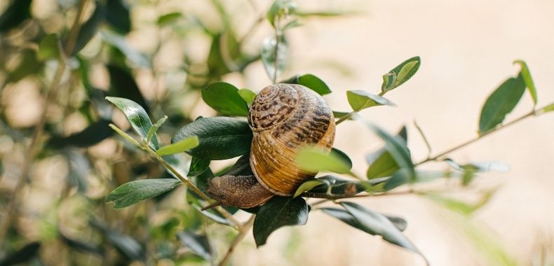 bava lumaca helifigue